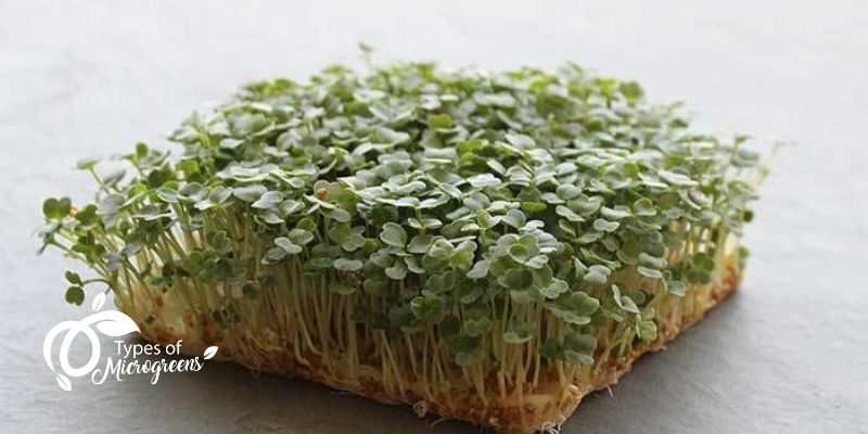 Arugula Microgreens Are Easy To Grow
