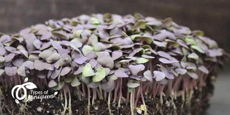 Basil Microgreens Are Easy To Grow