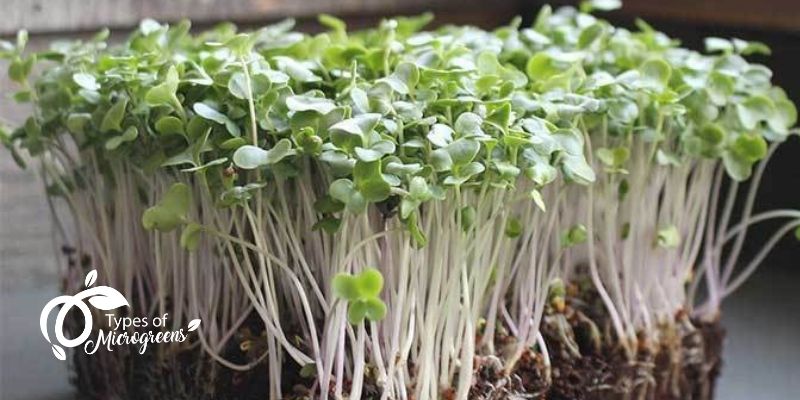 Broccoli Microgreens Are Easy To Grow