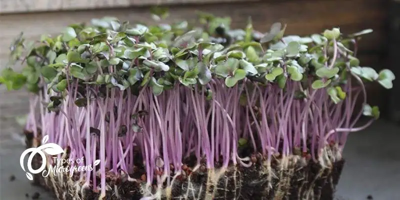 Cabbage Red Acre Microgreens Are Easy To Grow