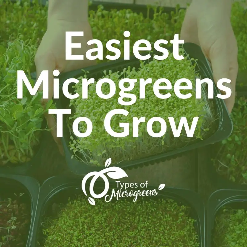 Easiest Microgreens To Grow