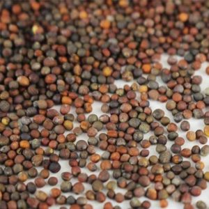 Broccoli Microgreen Seeds
