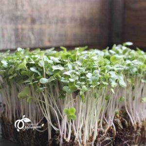 Broccoli Microgreens