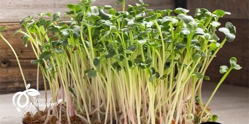 How To Grow Radish Microgreens