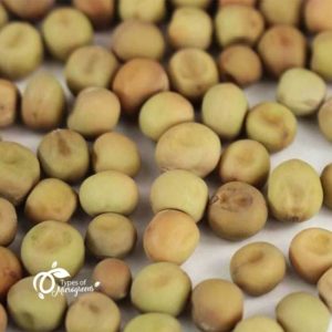 Pea Shoots Microgreens Seeds