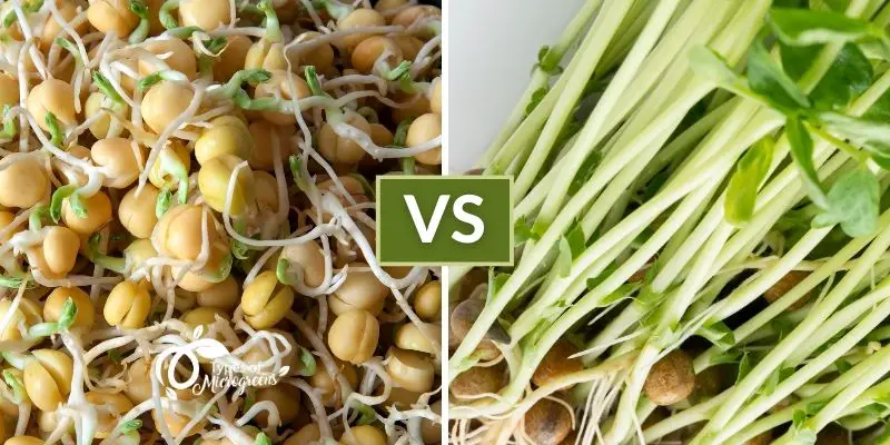 Pea Sprouts Vs. Pea Shoots