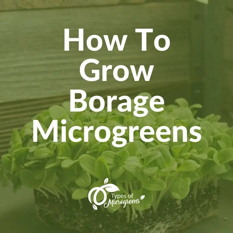 How To Grow Borage Microgreens