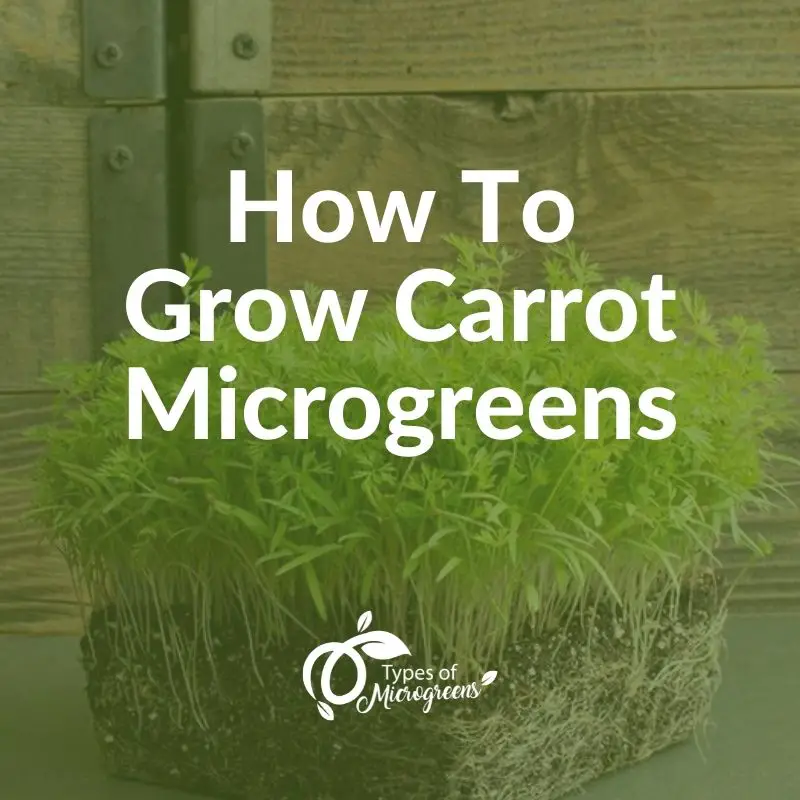 How To Grow Carrot Microgreens Types Of Microgreens 1910