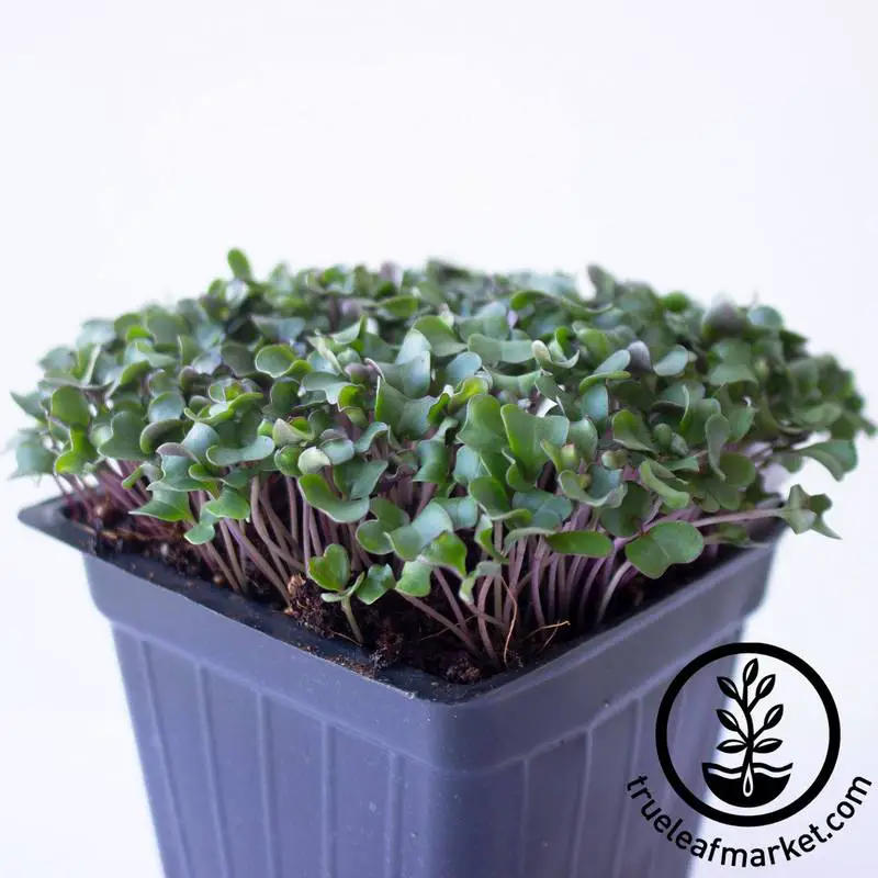 Cauliflower All Year Microgreens