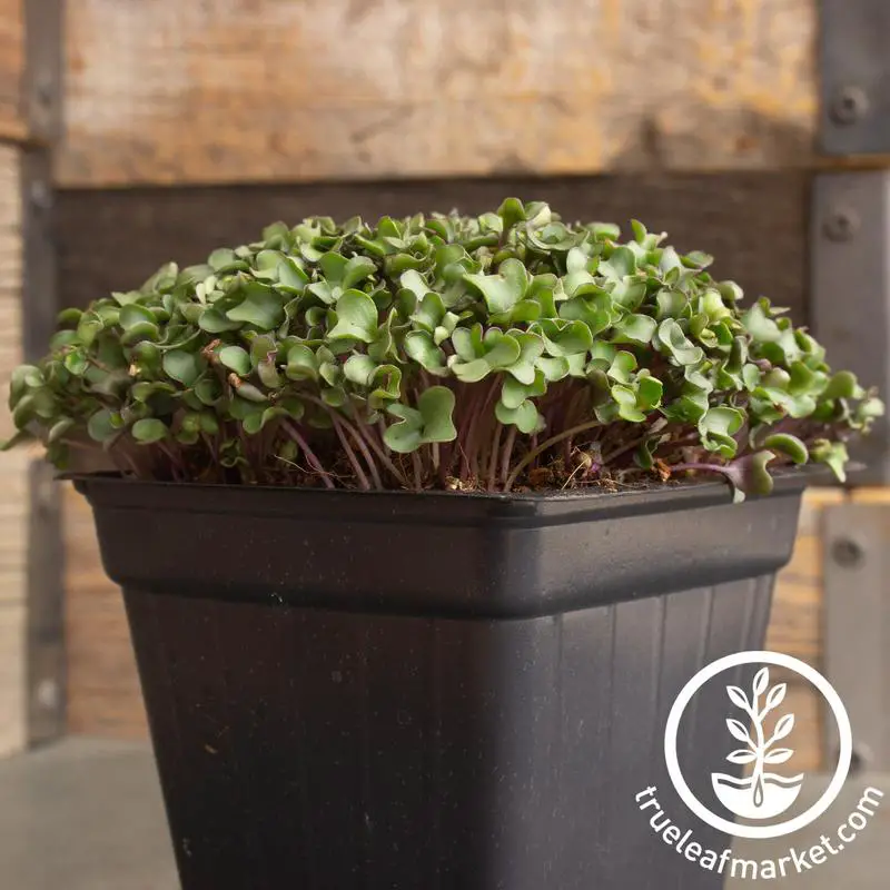 Cauliflower Igloo Microgreens