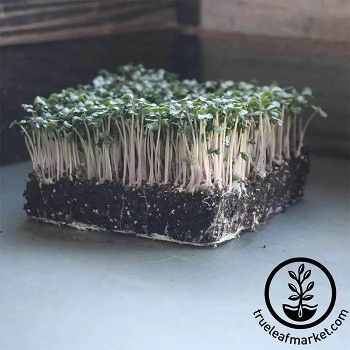 Cauliflower Snowball Microgreens