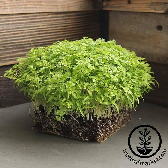 Chervil Microgreens