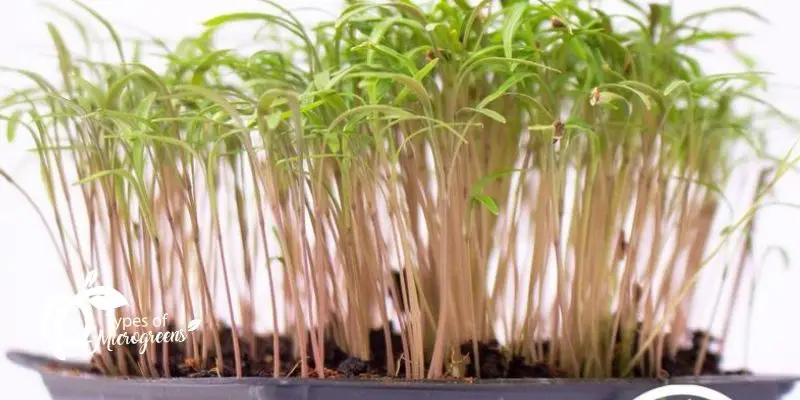 Dill Microgreens