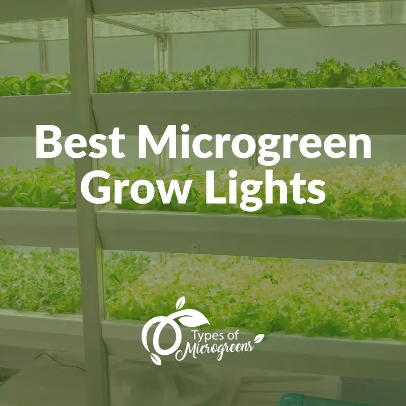 Best Microgreen Grow Lights